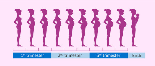 stages-of-pregnancy-your-baby-bump